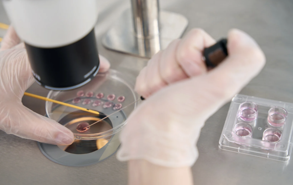 Frozen vs Fresh Embryo Transfer: Does It Affect IVF Success?